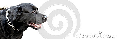 Banner black labrador retriever dogâ€™s head sideways. White background. Copy spac Stock Photo